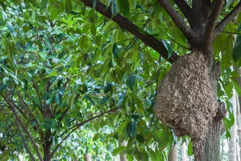 Big anthill on tree Stock Photos