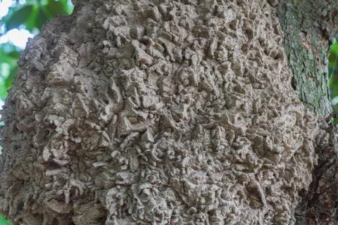 Big anthill on tree Stock Photos