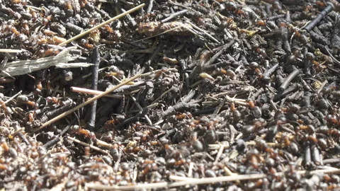 Big anthill in the woods. Big anthill with colony of ants in summer forest. Ants Stock Footage 115053227