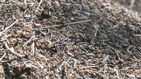 Big anthill in the woods. Big anthill with colony of ants in summer forest. Ants Stock Footage 115274058