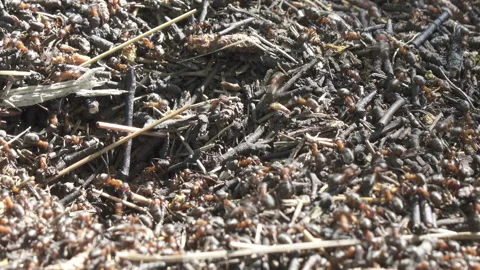 Big anthill in the woods. Big anthill with colony of ants in summer forest. Ants Stock Footage 115274312