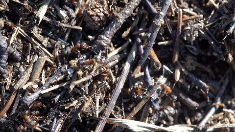 Big anthill in woods. Big anthill with colony of ants in summer forest, macro Stock Footage 117054424