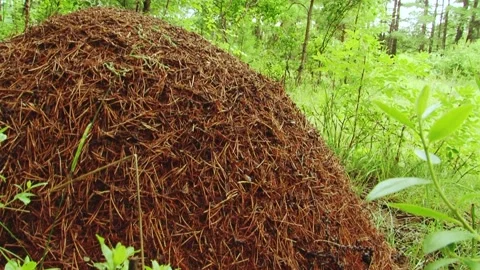 Big anthill in the woods. Big anthill with colony of ants in summer forest. Ants Stock Footage 145810209