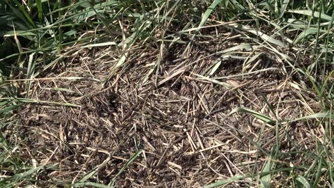 Big anthill in the woods. Big anthill with colony of ants in the field Stock Footage 150151229