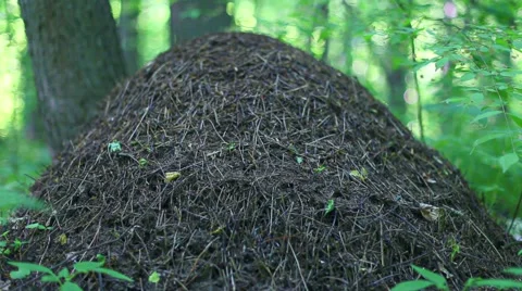 Big anthill in the woods close-up shot with small depth of field  Stock Footage 50389891