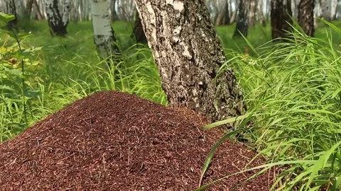 Big ants colony in birch forest panning Stock Footage 71815307