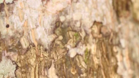 Big ants fast run through a tree trunk Stock Footage 71615579