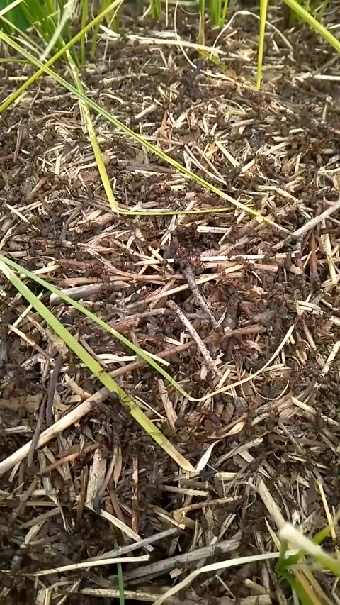 Big ants Stock Footage 308019108