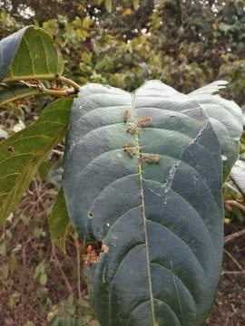 Big Ants on a large leaf . Stock Photos