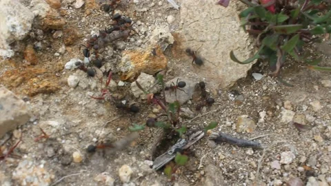 Big ants in the mountains work very hard in a sunny day Stock Footage 238760889