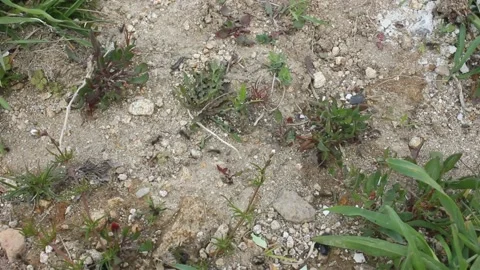 Big ants moving fast Stock Footage 238760933