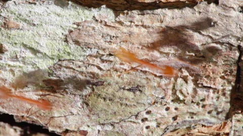 Big ants run on a tree trunk Stock Footage 39019189