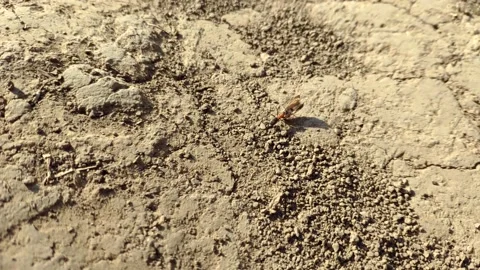 Big ants working on Anthill nest Stock Footage 132128055