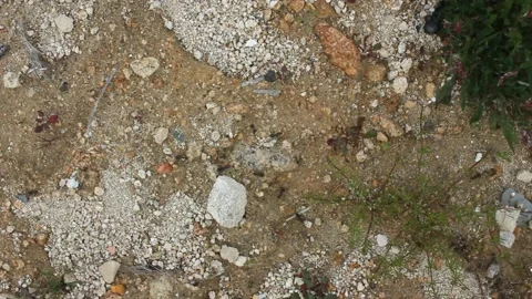 Big ants working hard Stock Footage 238760950