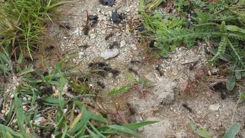 Big ants working hard in the mountains Stock Footage 238760946