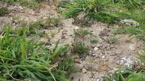 Big ants working in the mountains Stock Footage 238760937