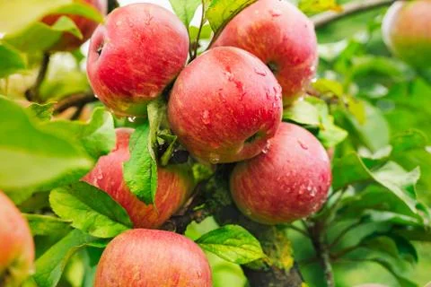 Big apple on trees in a vegetable fruit garden. Autumn seasonal harvest. red  Stock Photos