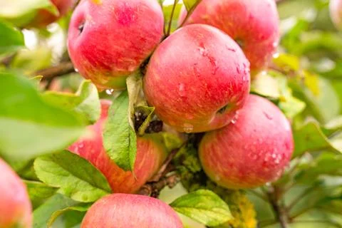 Big apple on trees in a vegetable fruit garden. Autumn seasonal harvest. red  Stock Photos