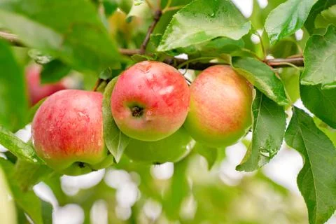 Big apple on trees in a vegetable fruit garden. Autumn seasonal harvest. red  Stock Photos