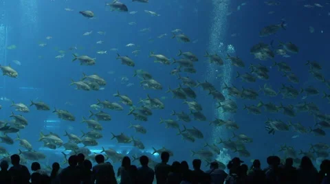 Big aquaria Stock Footage 45407459
