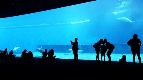 The big aquarium with dolphins Stock Footage 76365407