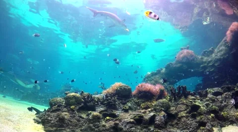 Big Aquarium in the Gold Coast 4K Wide LOOP Stock Footage