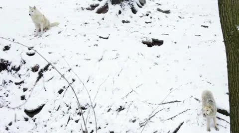 Big Arctic Wolf pack Vidéo 20476657