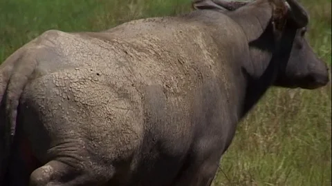 Big asian buffalo runs Stock Footage 124709558