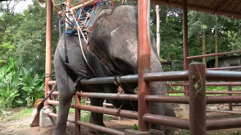 Big Asian Elephant (Elephas maximus) Trying to Escape from Enclosure Stock Footage 93744894