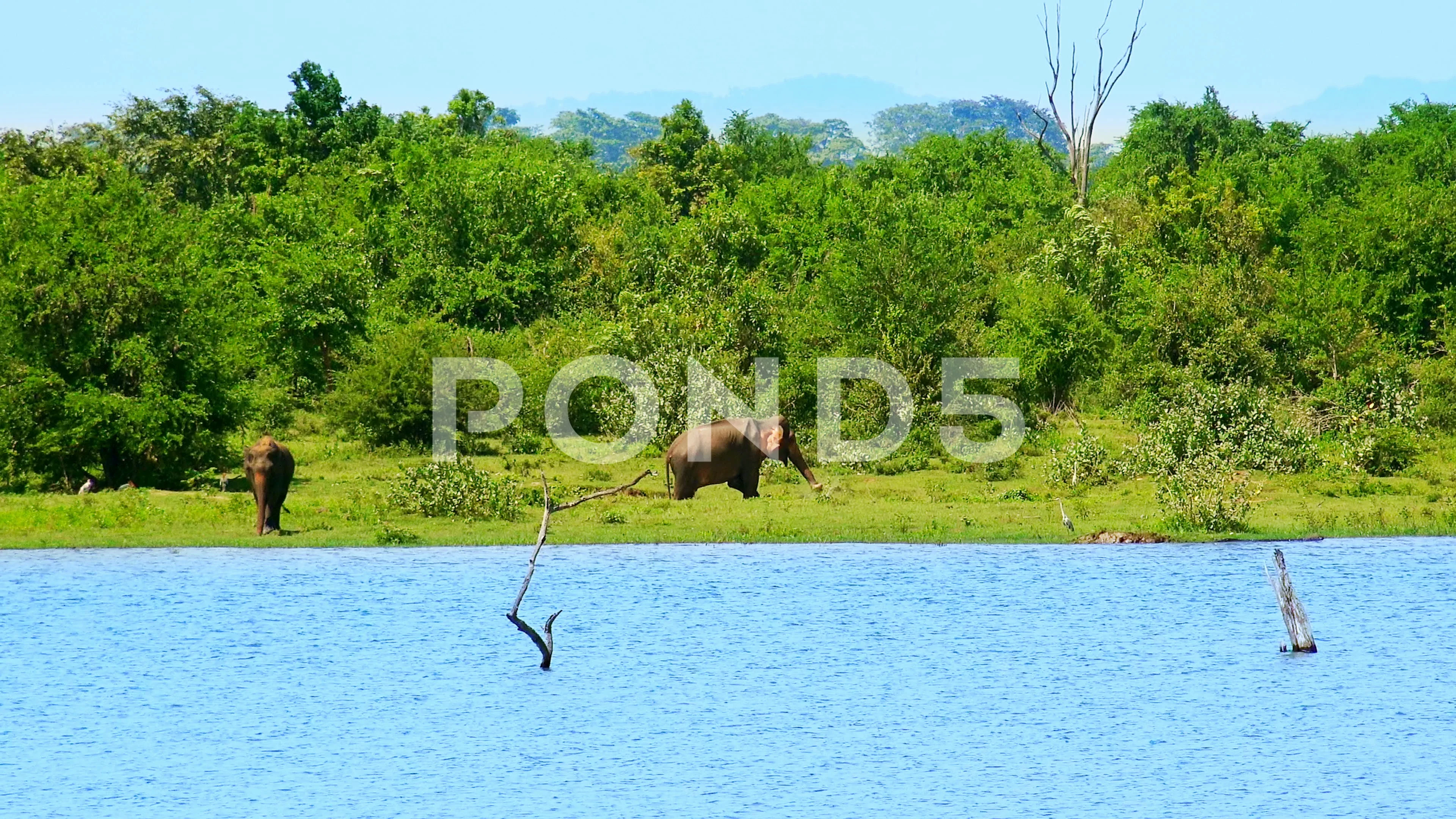 Big Asian elephants near natural lake in Udawalawe National Park. Sri Lanka  wild