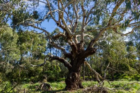 Big Australian Eucalyptus tree looking up at the sky 스톡 사진
