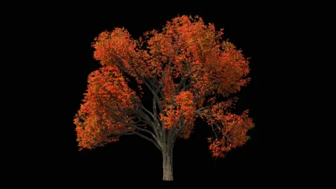 Big autumn elm tree isolated on black Stock Footage 159789804