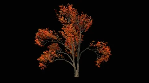 Big autumn elm tree isolated on black with alpha matte Stock Footage 159821197
