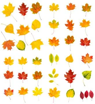 Big autumn leaves set Stock Photos