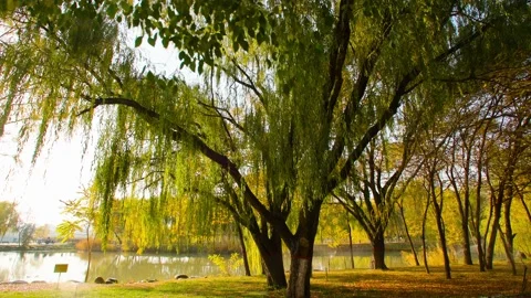 A big autumn tree in the park Stock-Footage 228725941