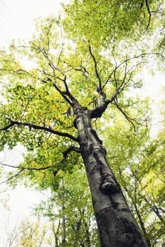 Big autumn tree Stock Photos
