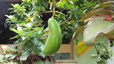 A Big avocado fruit hanging on the tree at the backyard 스톡 동영상 122491020
