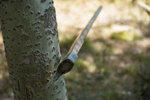 A big axe resting in a tree Photos