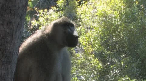 Big Baboon Closeup Video stock 22283095