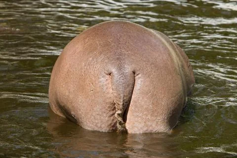 Big backside of an hippo Stock Photos
