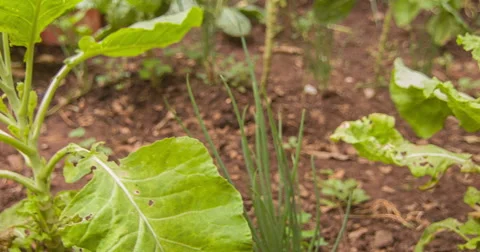 Big backyard with your vegetabbles Stockbeeldmateriaal 56954608