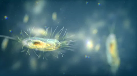 Big bacterium swimming under the microscope. Loop. Blue. Stock Footage 44559000