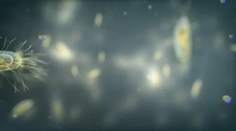 Big bacterium swimming under the microscope. Loop. Natural color. Stock Footage 44560080