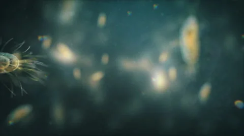 Big bacterium swimming under the microscope. Loop. Natural color. 動画素材 68862118