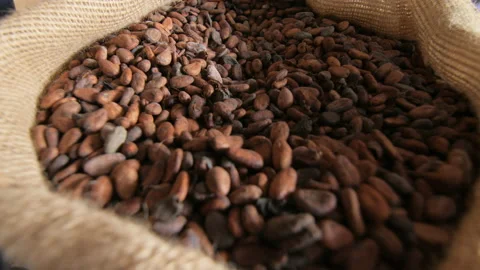 A big bag of dry cocoa beans in the cooperative, in Ivory Coast Stock Footage 237831651