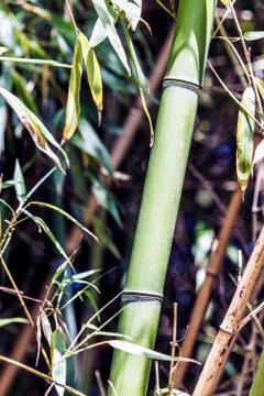  big bamboo cane Stock Photos