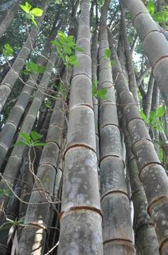 Big Bamboo Stock Photos
