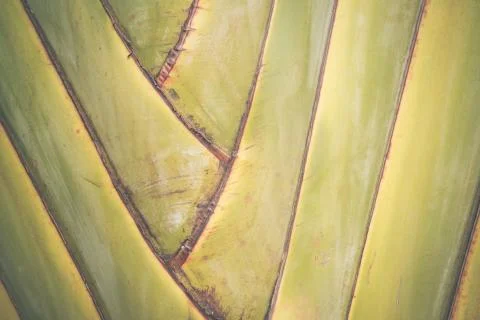Big banana leaf texture background Stock Photos