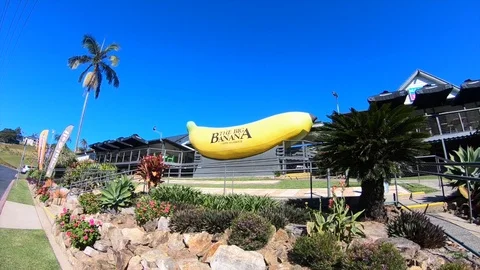 Big banana timelapse Coffs Harbour Stock Footage