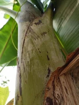 Big banana tree Stock Photos